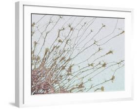 Nerve Cell Culture, SEM-Steve Gschmeissner-Framed Photographic Print