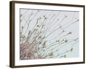 Nerve Cell Culture, SEM-Steve Gschmeissner-Framed Photographic Print