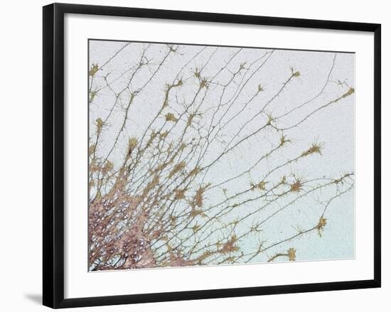 Nerve Cell Culture, SEM-Steve Gschmeissner-Framed Photographic Print