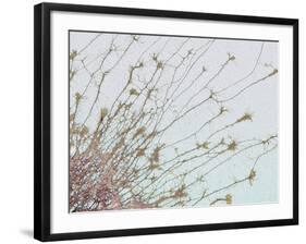 Nerve Cell Culture, SEM-Steve Gschmeissner-Framed Photographic Print