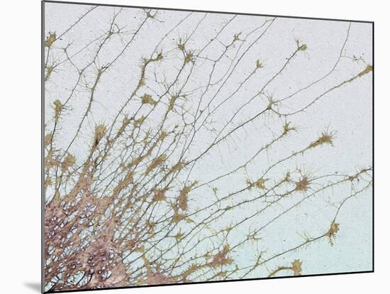 Nerve Cell Culture, SEM-Steve Gschmeissner-Mounted Photographic Print