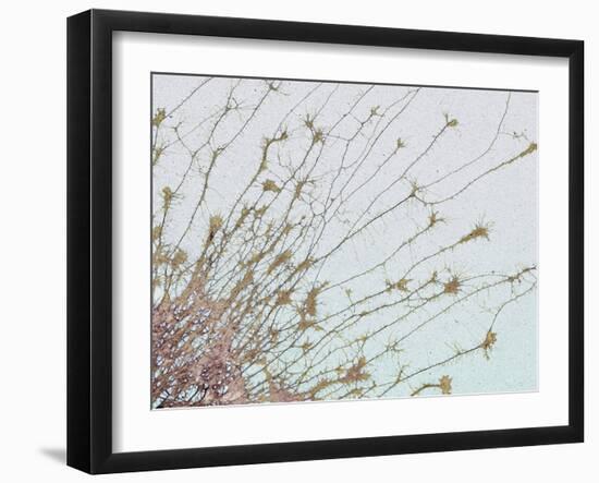 Nerve Cell Culture, SEM-Steve Gschmeissner-Framed Photographic Print