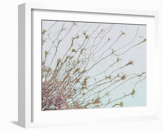 Nerve Cell Culture, SEM-Steve Gschmeissner-Framed Photographic Print