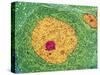 Nerve Cell, TEM-Thomas Deerinck-Stretched Canvas