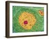 Nerve Cell, TEM-Thomas Deerinck-Framed Photographic Print