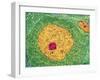 Nerve Cell, TEM-Thomas Deerinck-Framed Photographic Print