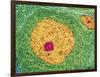 Nerve Cell, TEM-Thomas Deerinck-Framed Photographic Print