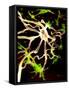 Nerve Cell-PASIEKA-Framed Stretched Canvas