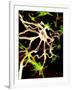 Nerve Cell-PASIEKA-Framed Photographic Print