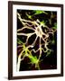 Nerve Cell-PASIEKA-Framed Photographic Print