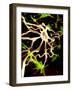 Nerve Cell-PASIEKA-Framed Photographic Print