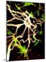 Nerve Cell-PASIEKA-Mounted Photographic Print