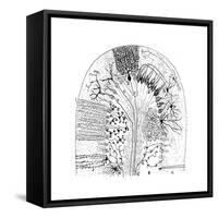 Nerve Cells, 1894-Santiago Ramon y Cajal-Framed Stretched Canvas