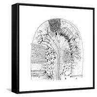 Nerve Cells, 1894-Santiago Ramon y Cajal-Framed Stretched Canvas