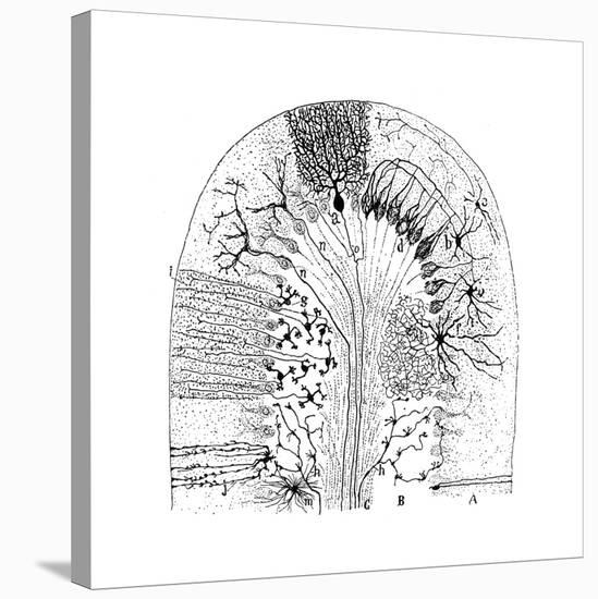 Nerve Cells, 1894-Santiago Ramon y Cajal-Stretched Canvas