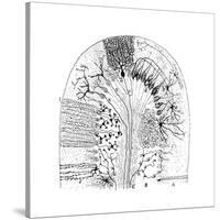 Nerve Cells, 1894-Santiago Ramon y Cajal-Stretched Canvas
