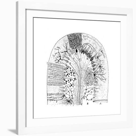 Nerve Cells, 1894-Santiago Ramon y Cajal-Framed Giclee Print