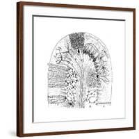 Nerve Cells, 1894-Santiago Ramon y Cajal-Framed Giclee Print