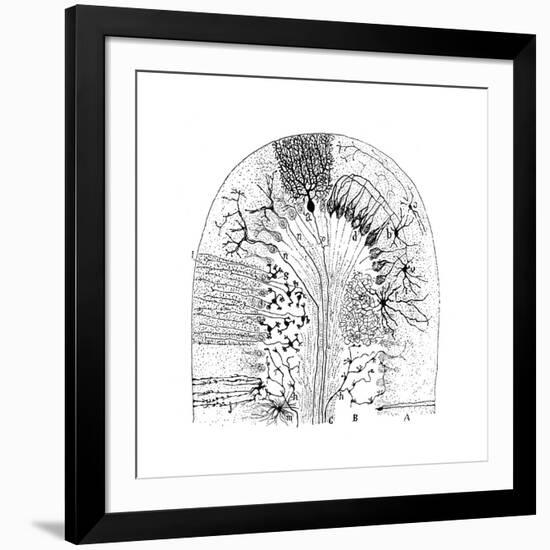 Nerve Cells, 1894-Santiago Ramon y Cajal-Framed Giclee Print