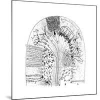 Nerve Cells, 1894-Santiago Ramon y Cajal-Mounted Giclee Print