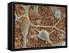 Nerve Cells And Glial Cells, SEM-Thomas Deerinck-Framed Stretched Canvas