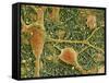 Nerve Cells And Glial Cells, SEM-Thomas Deerinck-Framed Stretched Canvas