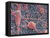 Nerve Cells And Glial Cells, SEM-Thomas Deerinck-Framed Stretched Canvas