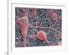 Nerve Cells And Glial Cells, SEM-Thomas Deerinck-Framed Photographic Print