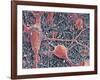 Nerve Cells And Glial Cells, SEM-Thomas Deerinck-Framed Photographic Print