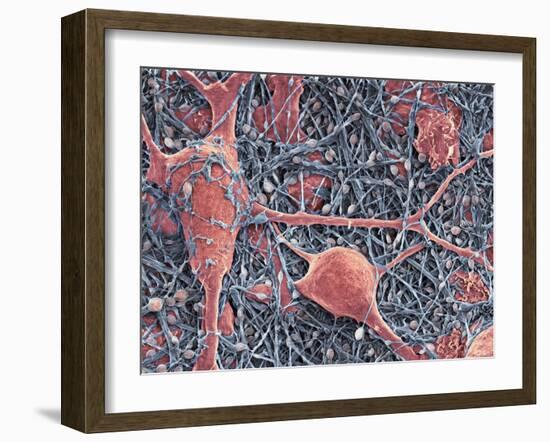 Nerve Cells And Glial Cells, SEM-Thomas Deerinck-Framed Photographic Print