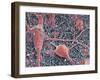 Nerve Cells And Glial Cells, SEM-Thomas Deerinck-Framed Photographic Print
