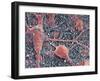 Nerve Cells And Glial Cells, SEM-Thomas Deerinck-Framed Photographic Print