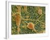 Nerve Cells And Glial Cells, SEM-Thomas Deerinck-Framed Photographic Print