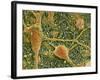 Nerve Cells And Glial Cells, SEM-Thomas Deerinck-Framed Photographic Print