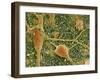 Nerve Cells And Glial Cells, SEM-Thomas Deerinck-Framed Photographic Print