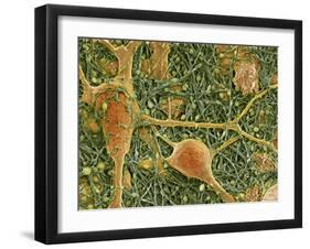 Nerve Cells And Glial Cells, SEM-Thomas Deerinck-Framed Photographic Print