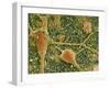 Nerve Cells And Glial Cells, SEM-Thomas Deerinck-Framed Photographic Print