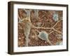 Nerve Cells And Glial Cells, SEM-Thomas Deerinck-Framed Photographic Print