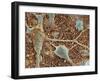 Nerve Cells And Glial Cells, SEM-Thomas Deerinck-Framed Photographic Print