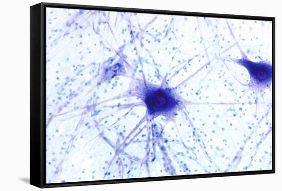 Nerve Cells, Light Micrograph-Steve Gschmeissner-Framed Stretched Canvas