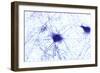 Nerve Cells, Light Micrograph-Steve Gschmeissner-Framed Photographic Print