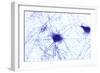 Nerve Cells, Light Micrograph-Steve Gschmeissner-Framed Photographic Print