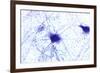 Nerve Cells, Light Micrograph-Steve Gschmeissner-Framed Photographic Print