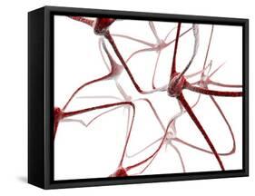 Nerve Cells-Christian Darkin-Framed Stretched Canvas