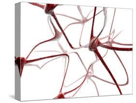 Nerve Cells-Christian Darkin-Stretched Canvas