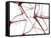 Nerve Cells-Christian Darkin-Framed Stretched Canvas