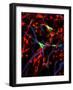 Nerve Cells-Riccardo Cassiani-ingoni-Framed Photographic Print