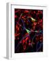 Nerve Cells-Riccardo Cassiani-ingoni-Framed Photographic Print