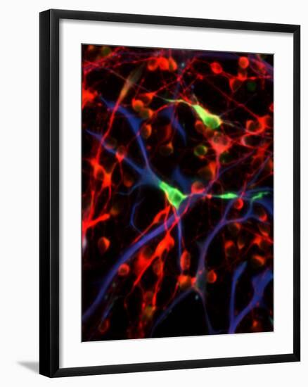 Nerve Cells-Riccardo Cassiani-ingoni-Framed Photographic Print