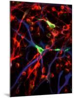 Nerve Cells-Riccardo Cassiani-ingoni-Mounted Photographic Print
